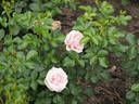 Evy rose photo