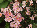 Mini Love rose photo