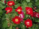 Symphonica in Rosso rose photo