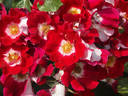 Symphonica in Rosso rose photo