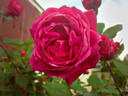 Alexander MacKenzie rose photo