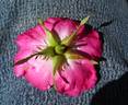Alika rose photo