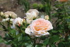 Amaretto ® rose photo