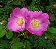 Wintoniensis rose photo