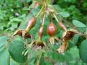 Wintoniensis rose photo