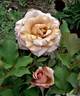 Cafe au Lait rose photo