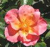 All the Rage rose photo