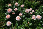 Bloom of Ruth rose photo