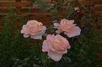 Bloom of Ruth rose photo