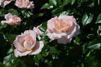 Bloom of Ruth rose photo