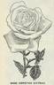 Madame Derepas-Matrat rose photo