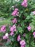 America rose photo