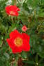 Gizmo™ rose photo