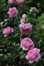 Asteropé rose photo
