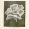 Mrs. Campbell Hall rose photo