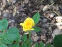 Texas rose photo