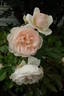 Louisa Stone rose photo