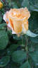 Casanova rose photo