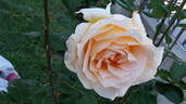 Casanova rose photo