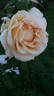 Casanova rose photo
