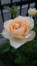 Casanova rose photo
