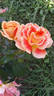 Airbrush rose photo