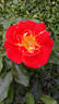 Airbrush rose photo