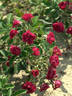 Grootendorst Supreme rose photo