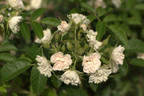White Grootendorst rose photo