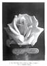 Mrs. Campbell Hall rose photo
