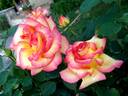 Jean Piat rose photo
