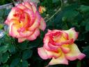 Jean Piat rose photo