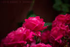 Alexander MacKenzie rose photo