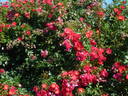 Rotfassade ® rose photo