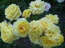 Tahitian Moon rose photo