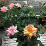 Tracey Wickham rose photo