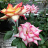 Tracey Wickham rose photo