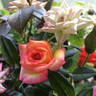 Tracey Wickham rose photo