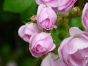 Princess Louise rose photo