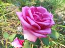 June Park rose photo