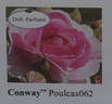 Conway™ rose photo