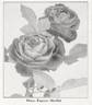 Madame Eugène E. Marlitt rose photo