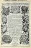 Francis Dubreuil rose photo