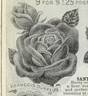 Francis Dubreuil rose photo