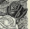 Francis Dubreuil rose photo