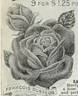Francis Dubreuil rose photo