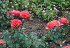 Louisiana rose photo
