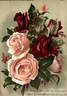 Francis Dubreuil rose photo