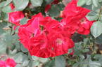 Hein Evers, Cl. rose photo