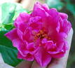Souvenir de Germain de Saint-Pierre rose photo